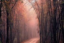 苹果微信TF多开分身飞虎微商激活码卡密授权